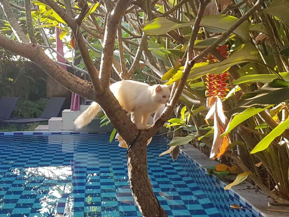Rosseno Villa Γιογκιακάρτα Εξωτερικό φωτογραφία